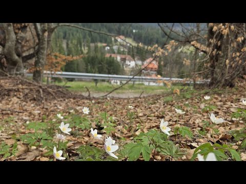 Traseu în BORSEC-Poiana Zânelor-Cariera de Travertin-Grota Urșilor..! @botlucian1978#travel#top