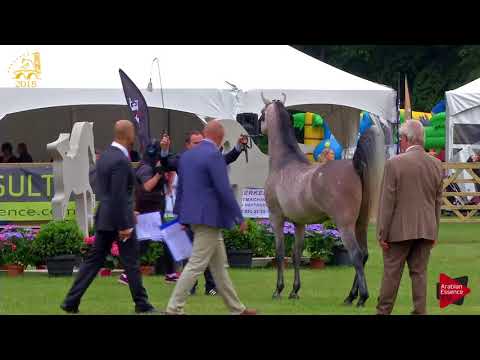 N.51 MM ERASMO - Bruges 2018 C European - 3 Years Old Colts (Class 6)