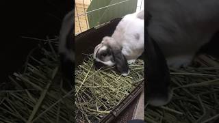 草を食べるみみ rabbit