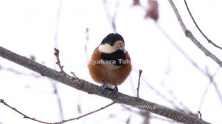 食事をするヤマガラ