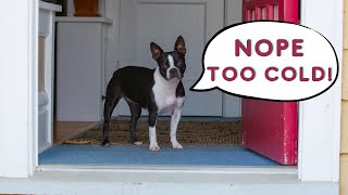 Indoor Winter Activities to Keep Your Dog Tired