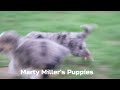 Australian Shepherd dogs for sale: Thom - Video 1