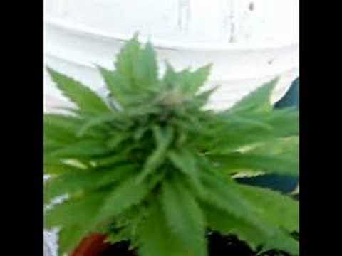 Super Dank outdoor california cannabis. Two unknown strains