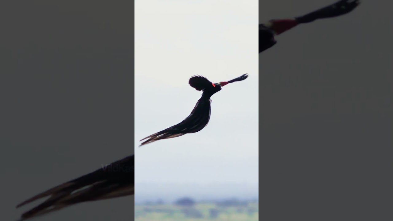Long-tailed Widowbird flight mechanics and display behavior