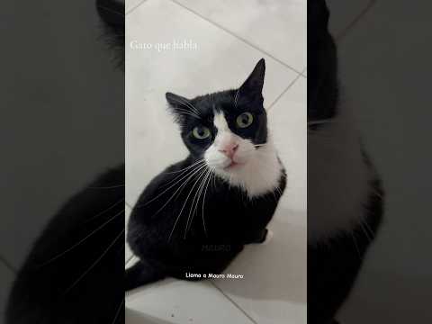 Mi gato llamando a Mauro 😹#gatosquehablan #gatoslocos #gatosgrasiosos #humorgatos #shortsfunny