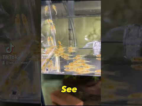 ロングフィンブルーアイプレコのフライをご紹介します! #プレコ #ブルーアイ #フライドポテト