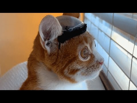 Why Is This Adorable Kitten Wearing a Helmet?