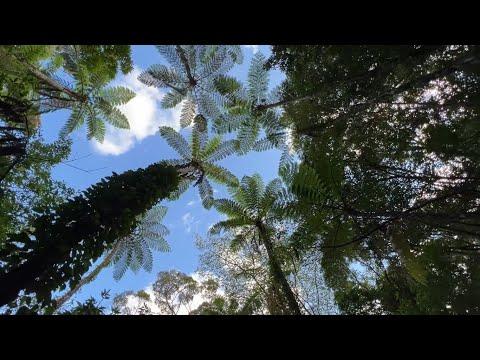 09 Kinsakubaru Forest　金作原