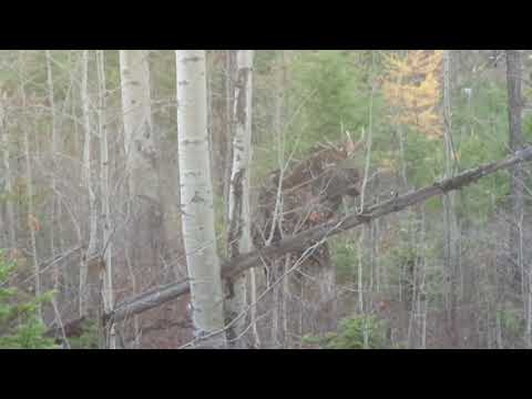 Bull Moose Bull Moose