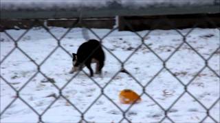 Jitterbug 9 months 2