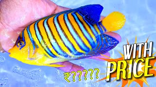New Marine Shipment Arrives at Seascapes | Fish PRICES Updated