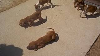 Video T Puppies 5