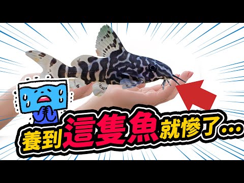 耗子魚