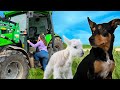 A Doggy Disaster & Little Lambs! Australian Sheep Farm Vlog