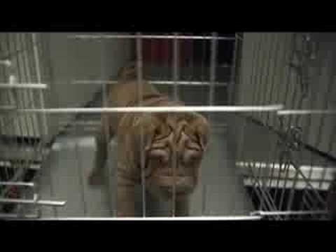 Shades - Tom Helsen (High Quality)