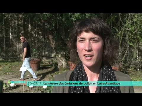 3 questions en plus : l'arrivée des premiers pollen
