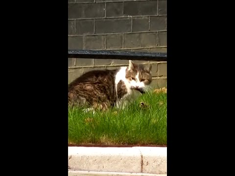 U.K.’s Chief Mouser Larry goes on the hunt at Downing St.