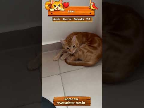 Vídeo de Lion