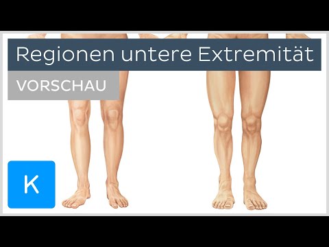 Untere Extremität: Anatomie und Regionen | Kenhub