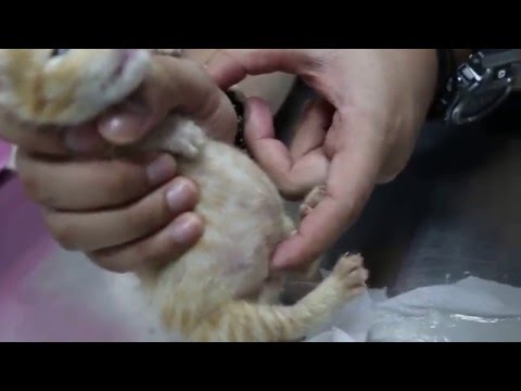 2 4-week-old kittens' have very big abdomen Pt 1
