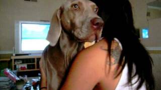 Download lagu Weimaraner growl and kisses mp3 Download lagu Weimaraner growl and kisses mp3