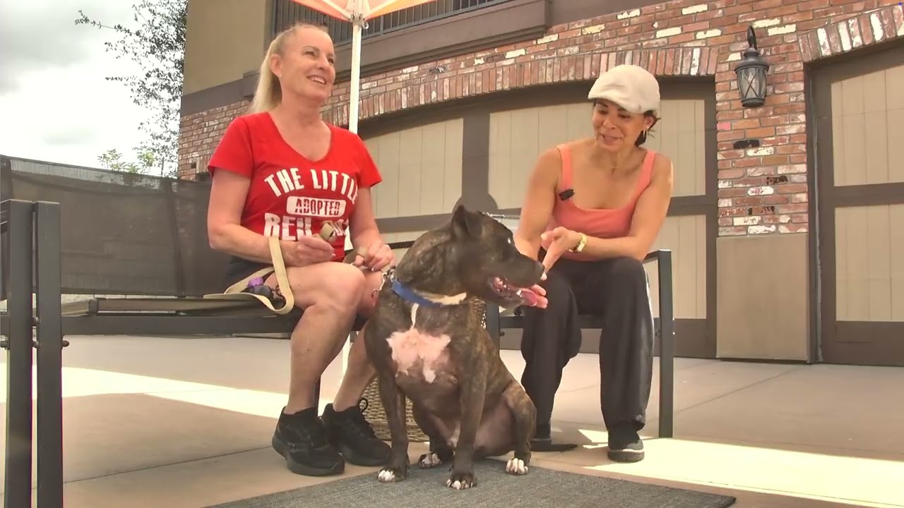 Prancer - Foster or Adopt Me!, a Adoptable mixed breed in Lake Forest, CA video 6/6