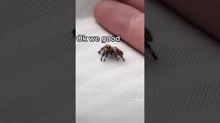 🫣😳WHAT THE HECK WAS THAT!!!..Jumping spiders..🕷👀