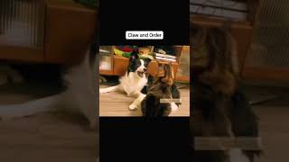 Cats vs dogs. #funnycats #cutecats