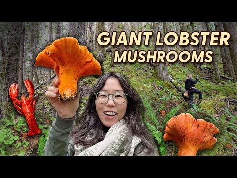 I Ate a Parasitic Fungus… And It Was Delicious! 🦞🍄 Forage & Cook LOBSTER MUSHROOMS