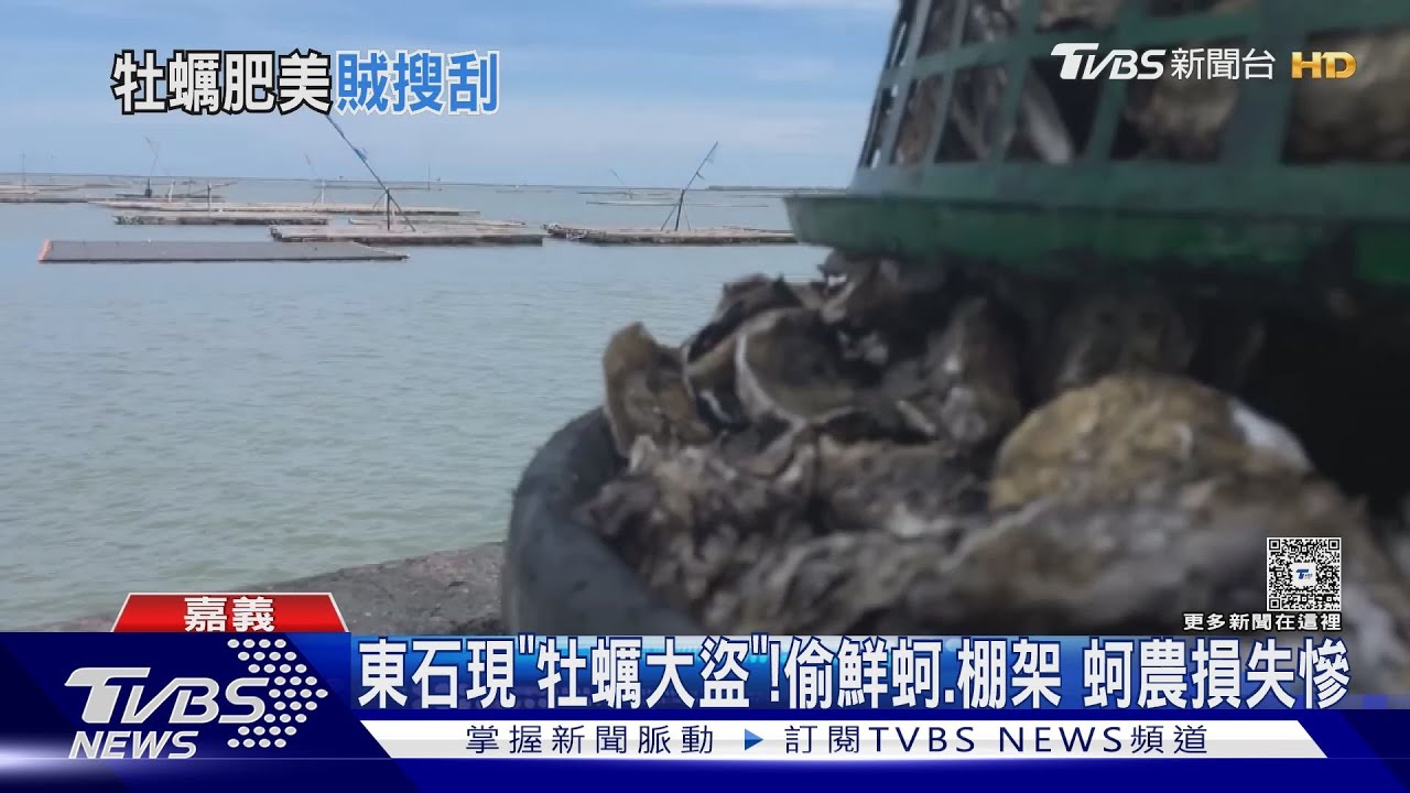 鮮蚵產季! 嘉義沿海現「牡蠣大盜」蚵農損失數十萬
