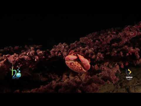 A 40 second film summary of Crabe.(Ropme Sea Area).