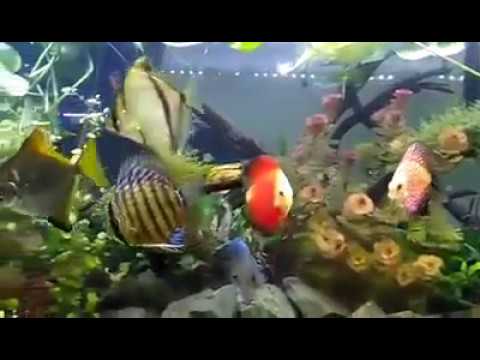 discus fish and mono finger can live in one tank