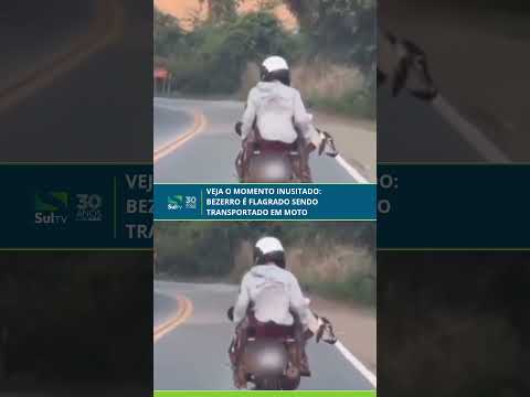 Veja o momento inusitado: bezerro é flagrado sendo transportado em moto no ES