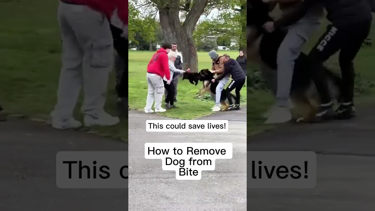 How to Remove Dog from Dog Bite (Attack) #dogfight #aggressivedog #dog #alignedk9