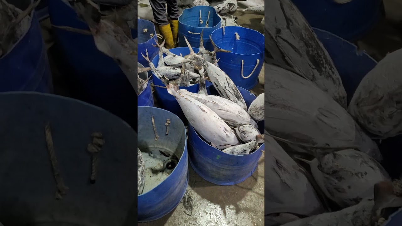 Frozen Fish Supplier - Indonesia