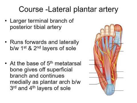Sole blood vessels and nerves by Dr Seema maam