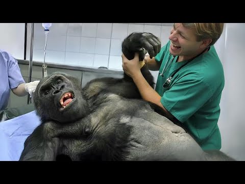 Animals Who Are Pretending To Distract The Vet 🤣 Funniest ANIMAL Videos