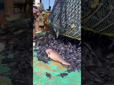 BOTTOM TRAWLING EXPLAINED 😯