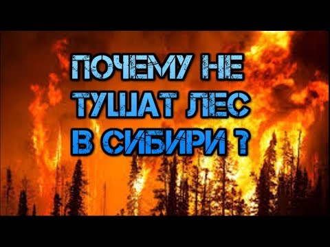 Почему горит Сибирь? Почему не тушат пожар в Сибири? Что происходит в Сибири и на дальнем востоке?