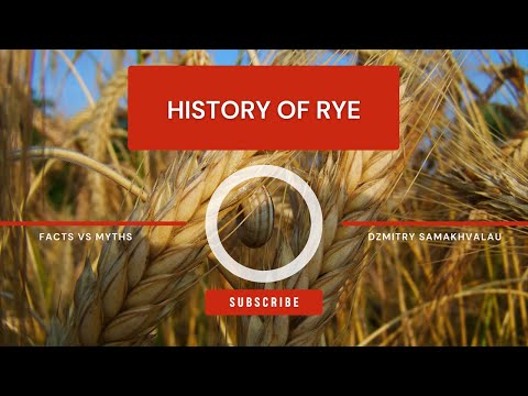 Unveiling the Secret Grain: Rye's Rise from Ancient Crop to Modern Feast