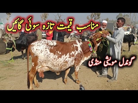 Low Prices Milking Cows Latest Updates On Gondal Maweshi Mandi By My Life Channel