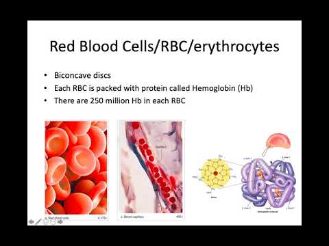 Blood Part 1 (Biology 155)
