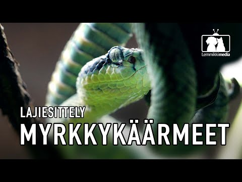 TERRAARIOT: Myrkkykäärmeet⎥LAJIESITTELY