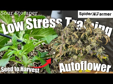 How I Grow -29- From Seed, LST, to Harvest - Sour Stomper(2) Autoflower - Spiderfarmer SF4000