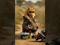 Wait For It This Cat S Ride Will Shock You Tortoise Traffic Jam