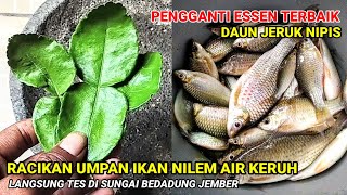 Download lagu Nilem fish bait in murky water || DIRECT TESTING IN THE BEDADUNG RIVER, JEMBER, EAST JAVA mp3
