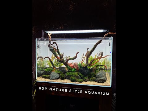 Nature Style Aquarium Aquascape Setup - ADA 60p