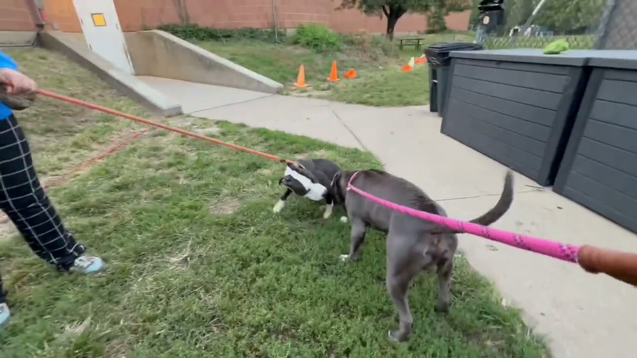 Argos's Leash Test