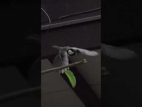 冬にシジュウカラはどこにいますか？渡り鳥なのでしょうか？  庭園