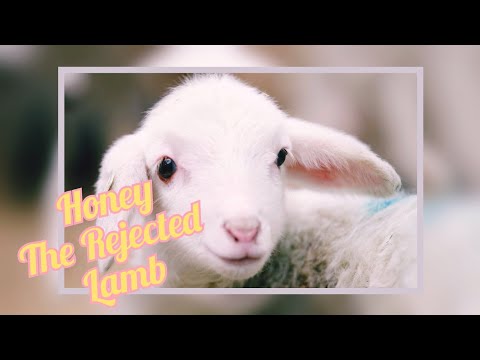 Honey the Rejected Lamb - Farming in Belize | Auroras Eye Films